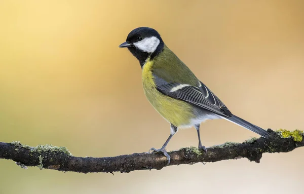 Great Tit Close Paerus Major — Stock Photo, Image