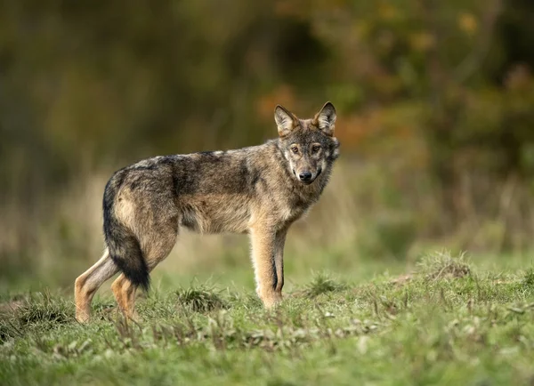 Grey Wolf Canis Lupus Close — Stockfoto