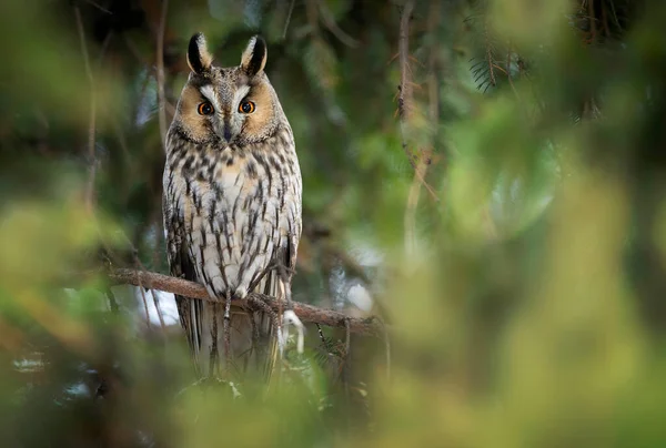 Long Eared Owl Asio Otus Close — Stock Photo, Image