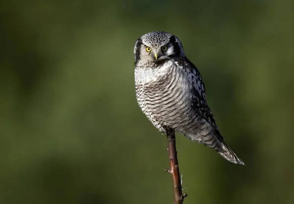 North Hawk Owl Surnia Ulula — стокове фото