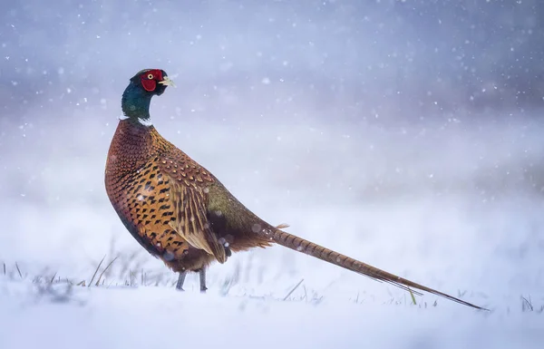 Ringneck Pheasant Phasianus Colchicus Male Winter Scenery — Stock Photo, Image