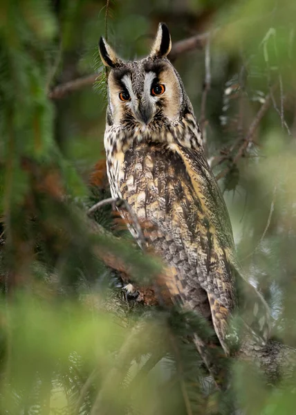 Long Eared Owl Asio Otus Close — ストック写真
