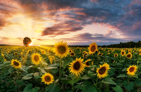 Beau Coucher Soleil Sur Champ Tournesols — Photo