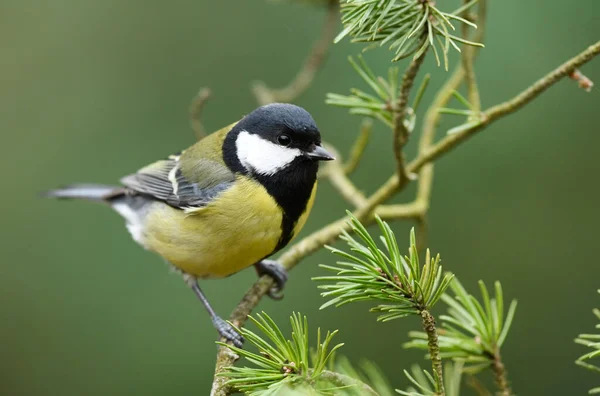 Great Tit Close Paerus Major —  Fotos de Stock