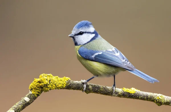 Blue Tit Cyanistes Caeruleus Close — Stok fotoğraf