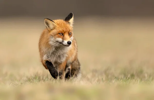 赤い狐 ヴープル が近づいてくる — ストック写真