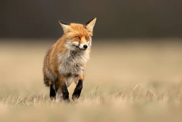 Raposa Vermelha Vulpes Vulpes Perto — Fotografia de Stock