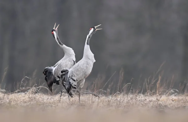 Common Crane Birds Grus Grus — Fotografia de Stock