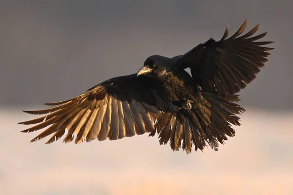 Pájaro Cuervo Corvus Corax Vuelo — Foto de Stock