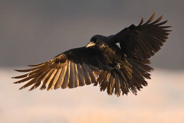 Rabenvogel Corvus Corax Flug — Stockfoto