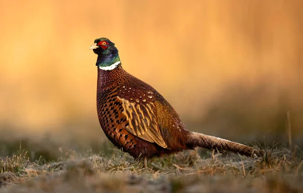 Ringneck Pheasant Phasianus Colchicus Male — Stock Photo, Image