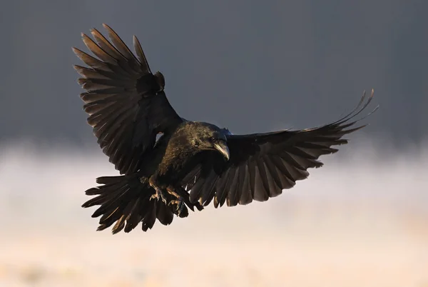 Ravenvogel Corvus Corax Tijdens Vlucht — Stockfoto