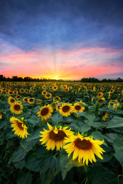 Hermosa Puesta Sol Sobre Campo Girasoles — Foto de Stock