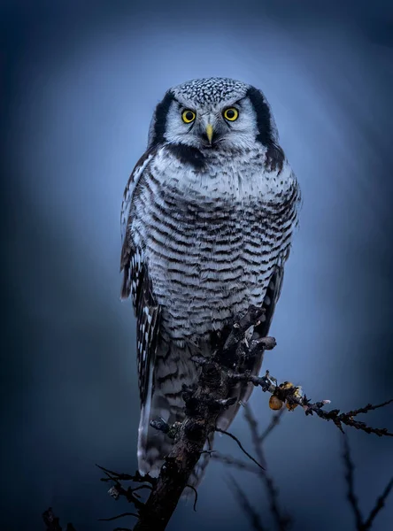 Northern Hawk Owl Surnia Ulula — Stock Photo, Image