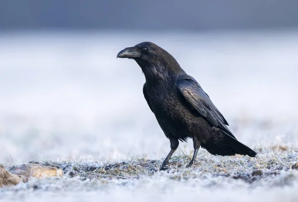 Ravenvogel Corvus Corax Close — Stockfoto
