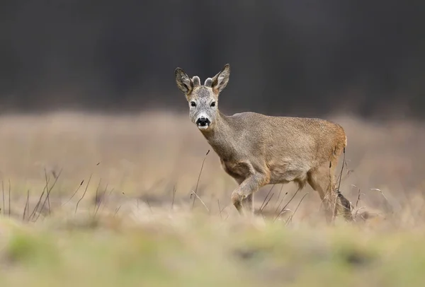 Roe Jelen Capreolus Capreolus Zavřít — Stock fotografie