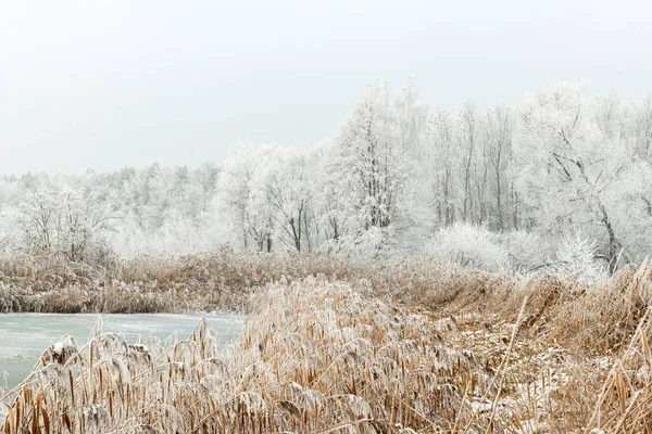 Piękny Zimowy Krajobraz Drzewa Pokryte Szron — Zdjęcie stockowe