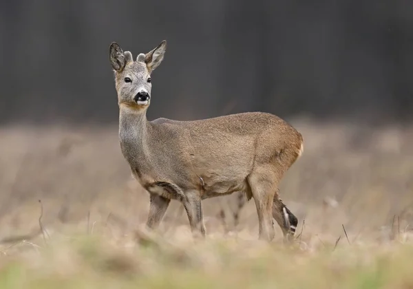 Roe Jelen Capreolus Capreolus Zavřít — Stock fotografie