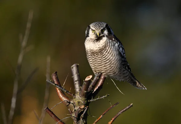 North Hawk Owl Surnia Ulula — стокове фото