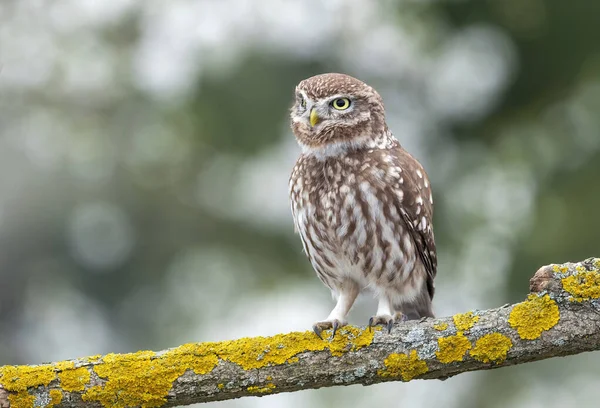 Pequeño Búho Actene Noctua Cerca — Foto de Stock