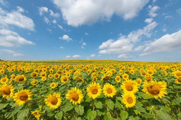 Beautiful Summer Day Sunflowers Field — Stock Photo, Image