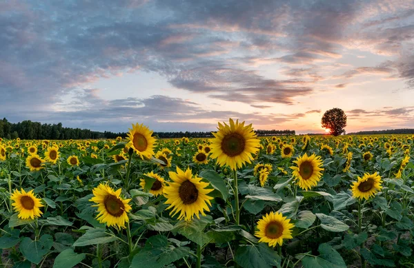 Vacker Utsikt Över Sommardagen Över Solrosor Fält Stockbild