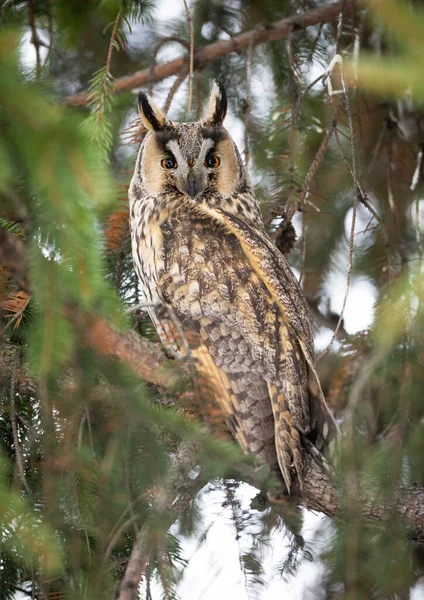 Long Eared Owl Asio Otus Close Royalty Free Stock Images