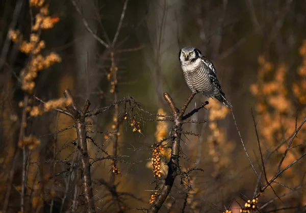 North Hawk Owl Surnia Ulula — стокове фото