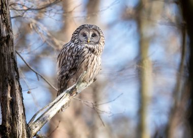Ural baykuş (Strix uralensis) kapat