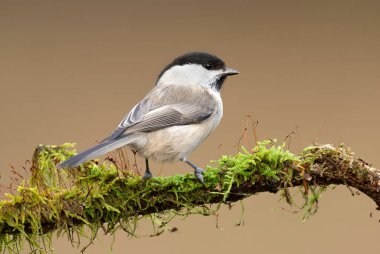 Willow tit bird - Parus montanus