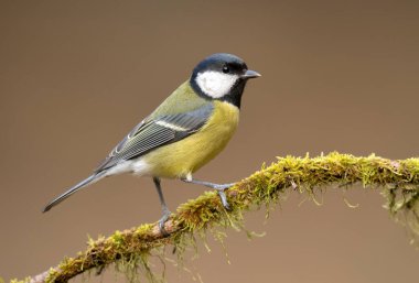 Great tit close up ( Paerus major )