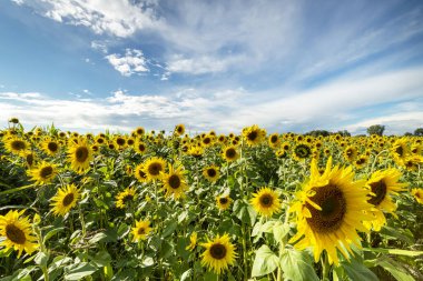 Ayçiçeği tarlasında güzel bir yaz günü