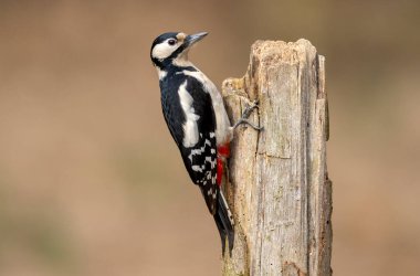 Büyük benekli ağaçkakan (Dendrocopos major )