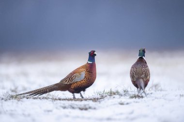 Halka yaka sülün (Phasianus colchicus) erkek kış manzarası