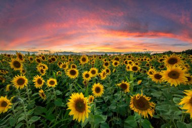 ayçiçekleri alanı üzerinde güzel gün batımı
