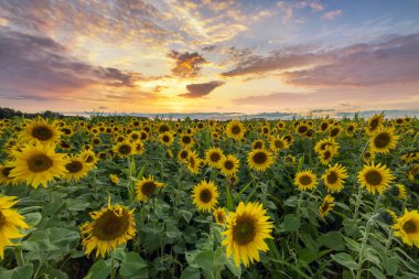 ayçiçekleri alanı üzerinde güzel gün batımı