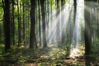 Beautiful sunny morning in the green forest