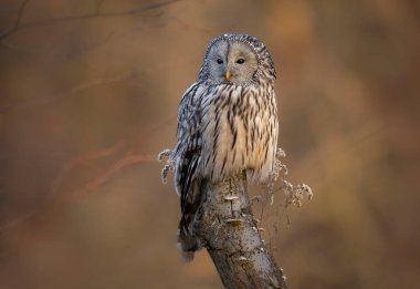 Ural baykuş (Strix uralensis) kapat