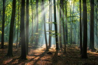 Beautiful sunny morning in the green forest