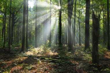 Beautiful sunny morning in the green forest