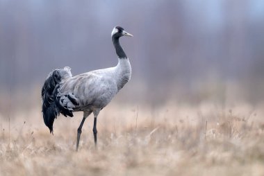 Yaygın vinç kuşu (grus grus )