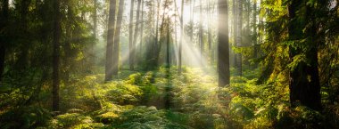 Beautiful sunny morning in the green forest