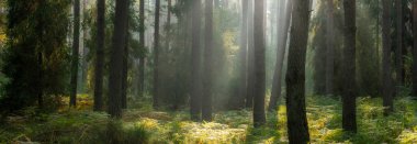 Beautiful sunny morning in the green forest