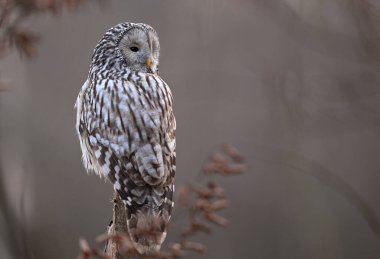 Ural baykuş (Strix uralensis) kapat