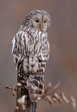 Ural baykuş (Strix uralensis) kapat