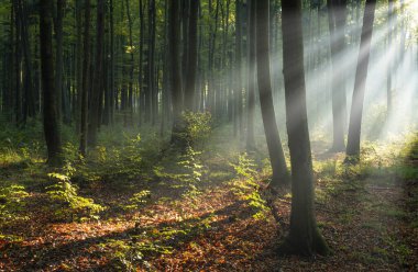 Beautiful sunny morning in the green forest