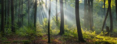 Yeşil ormanda güneşli güzel bir sabah