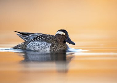 Garganey kuşu (Spatula querquedula) - erkek
