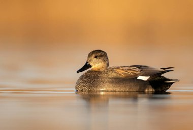 Gadwall kuşu (mareca strepera) - erkek
