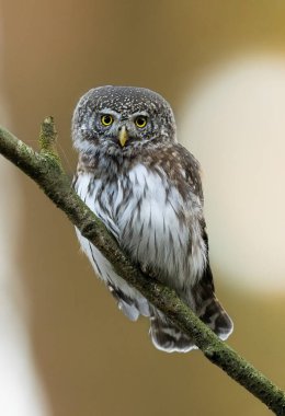 Avrasya pigme baykuşu (Glaucidium passerinum )